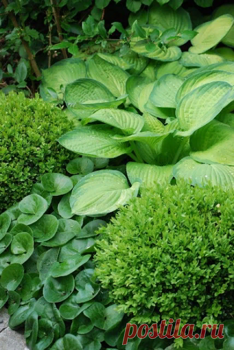 Foliage, leaves, ferns, greenery, undergrowth, overgrown, botanical,