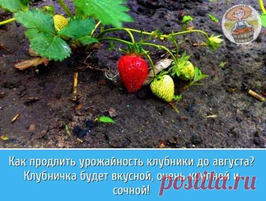 Продлить срок плодоношения клубники, когда уже поспели ягоды, достаточно просто. Нужно лишь вносить под растения подходящие подкормки. Они стимулируют образование множества новых завязей. Также, благодаря вносимым удобрениям, плоды становятся более крупными, сочными и вкусными.
Раствор коровяка
Коровяк является универсальной органической подкормкой, подходящей для многих культур. Требуется он и клубнике в период плодоношения. Положите в 10 л емкость 1 кг коровяка. Заполнит...