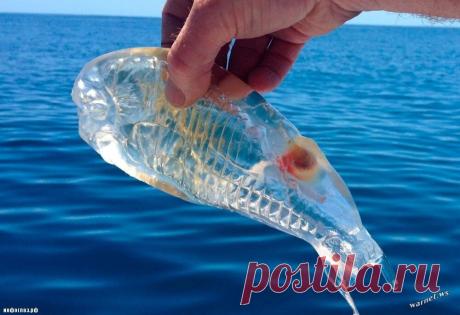 Сальпы: Возможно, самый сложный жизненный цикл среди животных. Пробуем описать это безумие по-простому | Книга животных | Яндекс Дзен