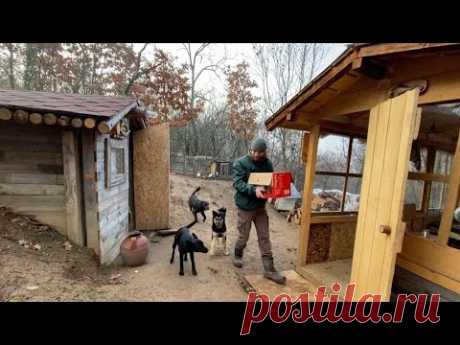 Счастливого Рождества в горах: Новые маленькие щенки в нашей семье!