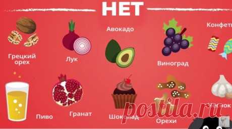 Категорически недопустимо давать чихуахуа:
сырое мясо, прежде всего жирную свинину;
мучные изделия (хлеб, блинчики);
кондитерские изделия и сладости (сахар, шоколад, конфеты);
жареную и жирную пищу;
молоко;
речную рыбу;
сырые яйца;
бобовые;
орехи и семечки;
репчатый лук.
В список подлежащих запрету продуктов также входят: конина, крольчатина, консервы, тушенка, капуста, редис, арбуз, сметана, сливки.