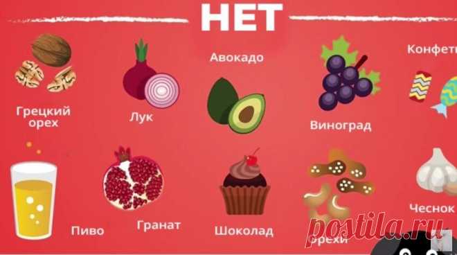 Категорически недопустимо давать чихуахуа:
сырое мясо, прежде всего жирную свинину;
мучные изделия (хлеб, блинчики);
кондитерские изделия и сладости (сахар, шоколад, конфеты);
жареную и жирную пищу;
молоко;
речную рыбу;
сырые яйца;
бобовые;
орехи и семечки;
репчатый лук.
В список подлежащих запрету продуктов также входят: конина, крольчатина, консервы, тушенка, капуста, редис, арбуз, сметана, сливки.
