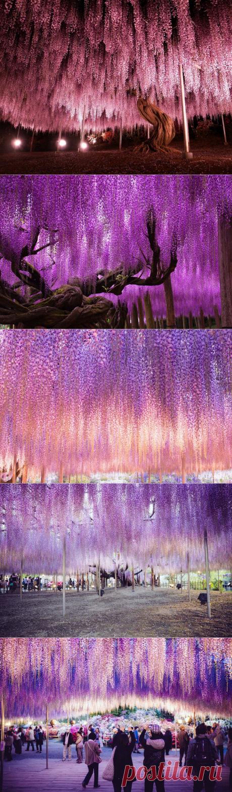 Пурпурные небеса