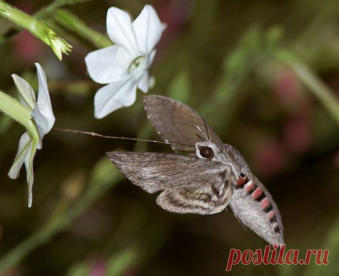вьюнковый бражник фото: 203 изображения найдено в Яндекс.Картинках