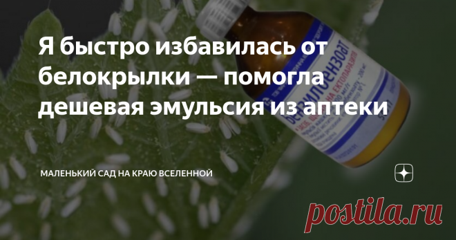 Я быстро избавилась от белокрылки — помогла дешевая эмульсия из аптеки