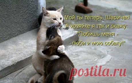 коты