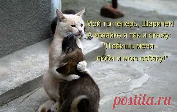 коты