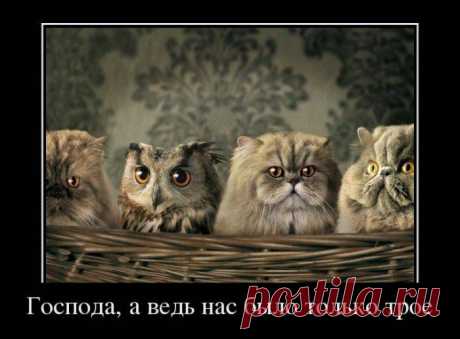 котэ