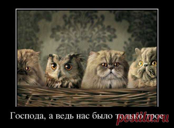 котэ