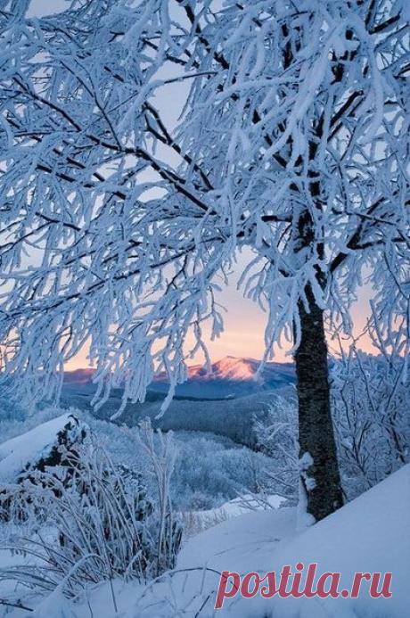 Снежное великолепие❄