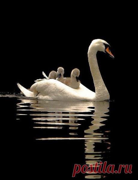 swans by sandy > GLIDE ON............ | birds