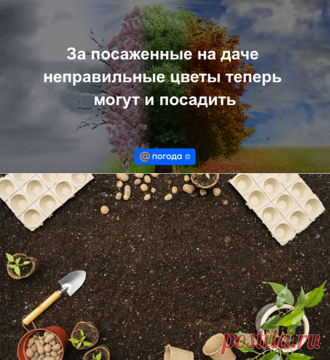 2024-За посаженные на даче НАРКОТИЧЕСКИЕ цветы теперь могут и посадить НА 2 ГОДА - Погода Mail.ru