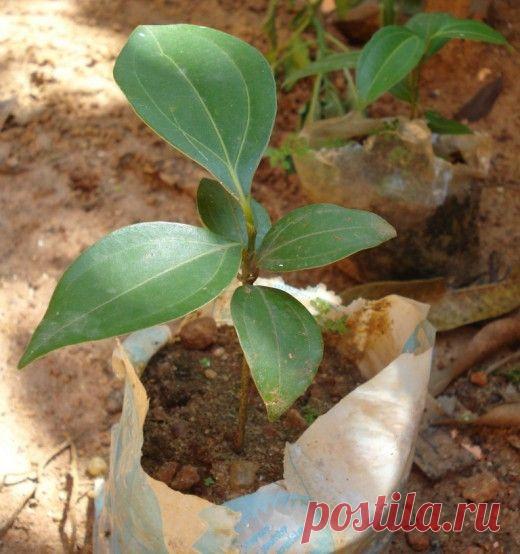 Всегда свежие пряности в квартире. Как вырастить корицу в домашних условиях — Сад на подоконнике