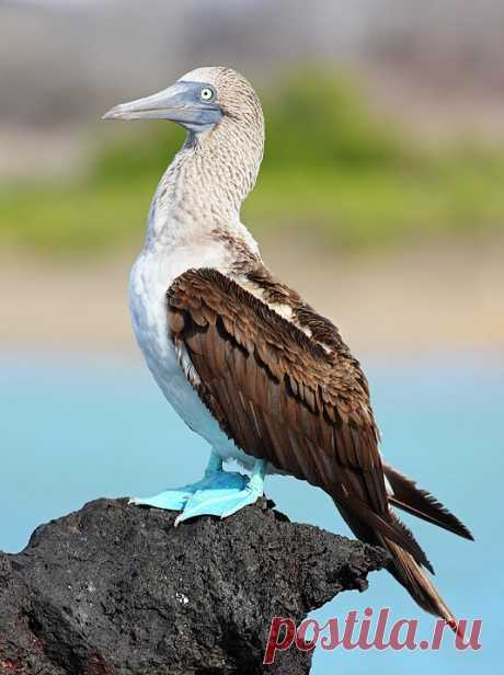 Необычная птица голубоногая олуша