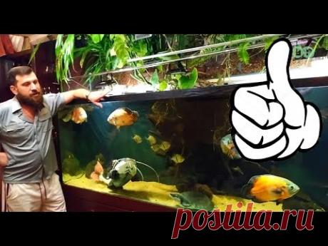 КРУТЕЙШИЙ ДОМАШНИЙ АКВАРИУМ АЛЕКСЕЯ! 1 ЧАСТЬ - YouTube