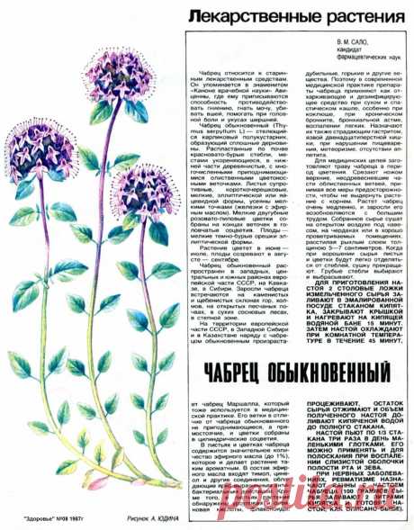 Чабрец обыкновенный (тимьян)