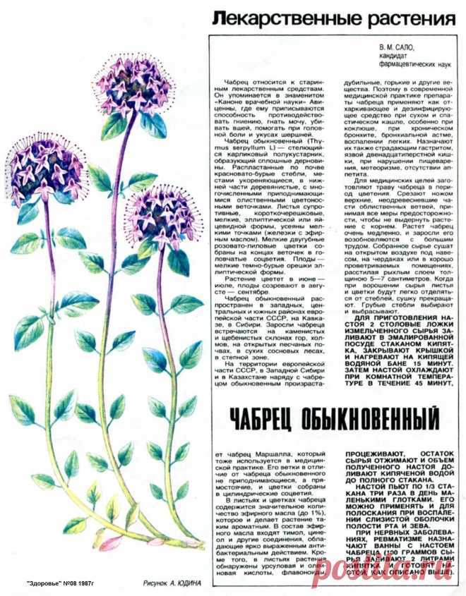 Чабрец обыкновенный (тимьян)