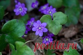 Обои цветы, ветреницы, печёночницы, печеночница, фиолетовый скачать обои для рабочего стола, картинки на рабочий стол, заставки, изображения из раздела Цветы Ветреницы, печёночницы