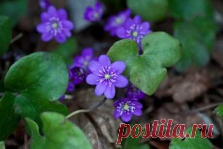 Обои цветы, ветреницы, печёночницы, печеночница, фиолетовый скачать обои для рабочего стола, картинки на рабочий стол, заставки, изображения из раздела Цветы Ветреницы, печёночницы