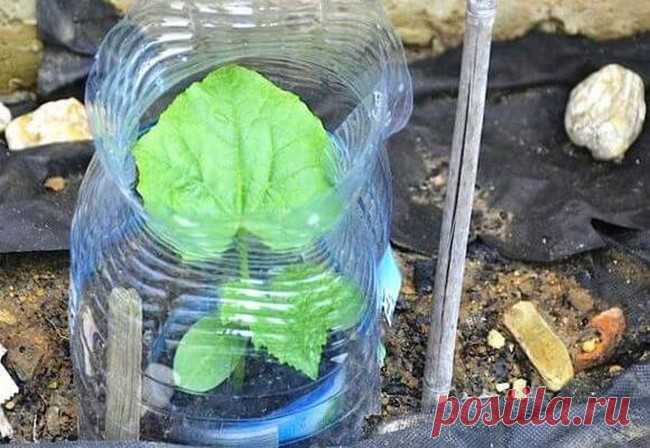 Огурцы в бутылках: выращивание, уход