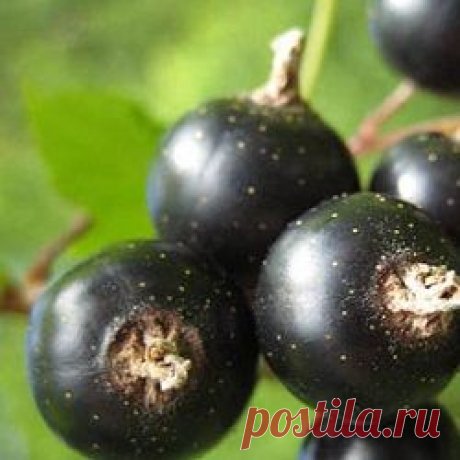 сделать домашнее вино из черной смородины | ЧАСТНЫЙ ДОМ. САД И ОГОРОД