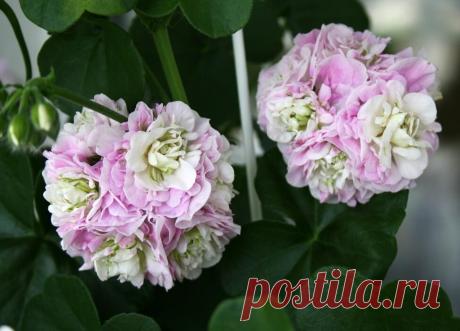 ОБЗОР СОРТОВ ПЕЛАРГОНИИ ОТ ПИТОМНИКА ПАК ЭЛСНЕР (ГЕРМАНИЯ)  Пеларгония в саду - всегда желанный гость.
Ведь она не только украшает цветники, но и привлекает нас своим прекрасным ароматом.
А сортов этой популярной культуры существует уже множество, и каждый год появляются новые.
Питомник Pak Elsner (Пак Эльснер) специализируется на продаже семян овощных культур, цветов, ягодных кустарников, лекарственных трав.
Уже более 30 лет его специалисты занимаются селекцией и выращивают для продажи семена…