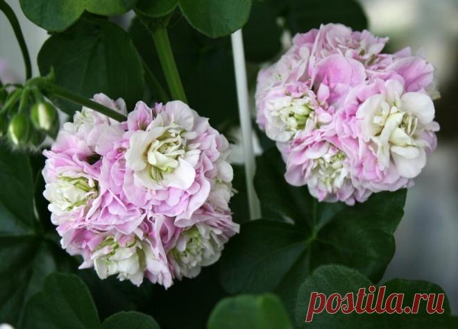 ОБЗОР СОРТОВ ПЕЛАРГОНИИ ОТ ПИТОМНИКА ПАК ЭЛСНЕР (ГЕРМАНИЯ)  Пеларгония в саду - всегда желанный гость.
Ведь она не только украшает цветники, но и привлекает нас своим прекрасным ароматом.
А сортов этой популярной культуры существует уже множество, и каждый год появляются новые.
Питомник Pak Elsner (Пак Эльснер) специализируется на продаже семян овощных культур, цветов, ягодных кустарников, лекарственных трав.
Уже более 30 лет его специалисты занимаются селекцией и выращивают для продажи семена…