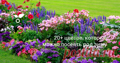 20+ цветов, которые можно посеять под зиму Посеянные под зиму однолетние и многолетние цветы — это практически бесплатная рассада цветов, которые к тому же еще и зацветут раньше недели на две. Какие цветы можно посеять под зиму, расскажем в этой публикации.