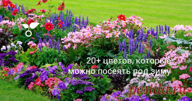 20+ цветов, которые можно посеять под зиму Посеянные под зиму однолетние и многолетние цветы — это практически бесплатная рассада цветов, которые к тому же еще и зацветут раньше недели на две. Какие цветы можно посеять под зиму, расскажем в этой публикации.