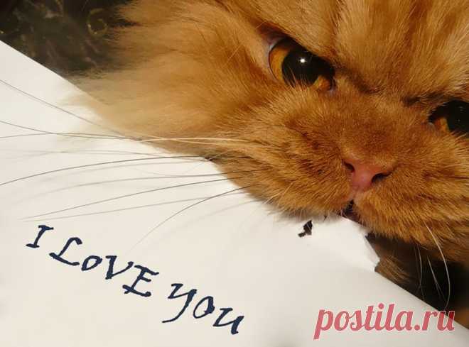 Рыжий перс Garfi