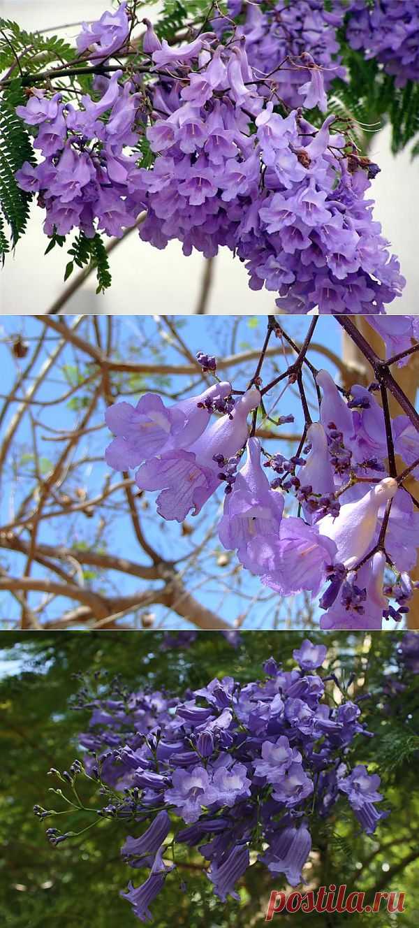 Цветы ЖАКАРАНДЫ мимозолистная (Jacaranda mimosifolia )