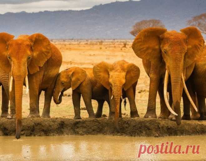 Несколько фактов о животных, которые умиляют - Калейдоскоп событий