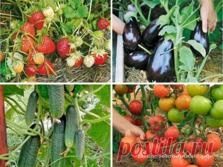 С чего начать органическое земледелие? | 6 соток