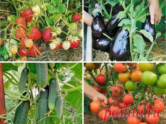 С чего начать органическое земледелие? | 6 соток