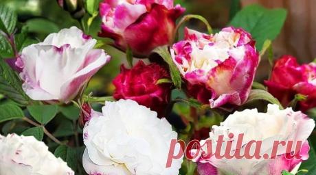 Роза Луиза Багнет (Louise Bugnet) — Парковая, Bugnet, Канада, 1960 | Журнал "JK" Джей Кей