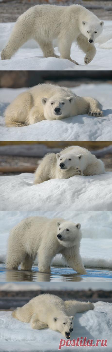 35PHOTO - Майк Рейфман - Белые Медведи