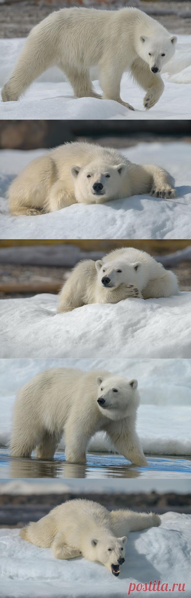 35PHOTO - Майк Рейфман - Белые Медведи