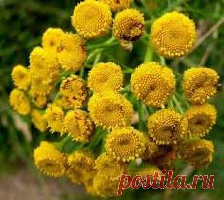 Пижма — лечение пижмой обыкновенной, свойства травы