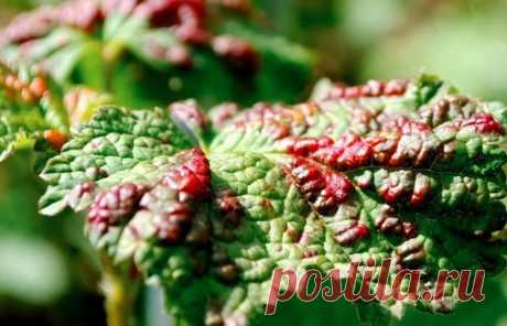 Моя любимая, дача в Instagram: «Тля на смородинe. Два срeдства! ⠀ Красные вздутия на листьях смородины, указывают на поражение куста галловой тлей. Врeдитель этот довольно…»