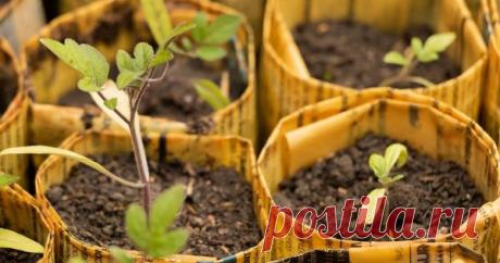 Как сделать стаканчики для рассады своими руками из обычных газет Сэкономить на горшочках для рассады можно, если сделать такие емкости самостоятельно. К тому же эта тара не нанесет вреда окружающей среде и облегчит пересадку рассады на постоянное место. А смастерить бумажные горшочки очень просто.