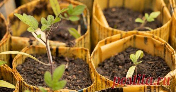 Как сделать стаканчики для рассады своими руками из обычных газет Сэкономить на горшочках для рассады можно, если сделать такие емкости самостоятельно. К тому же эта тара не нанесет вреда окружающей среде и облегчит пересадку рассады на постоянное место. А смастерить бумажные горшочки очень просто.