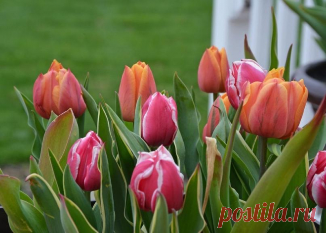 Подкармливаем тюльпанчики. 🌷