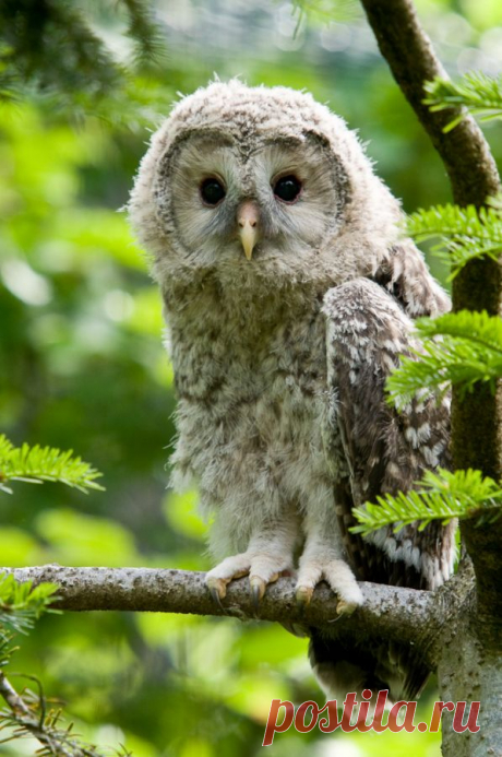 Молодая Уральская неясыть (Strix uralensis) - C - Фотогалерея природы: Хищные птицы и совы - Focus Nature Nature Photography