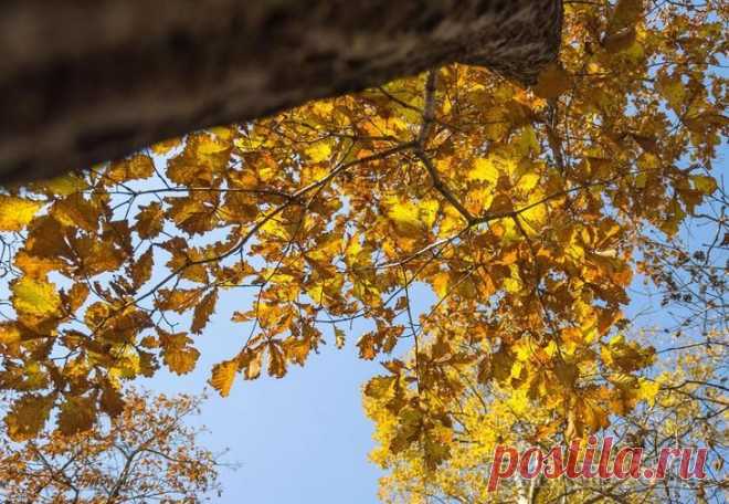 Восторг !.. и тлен... и снова ОСЕНЬ