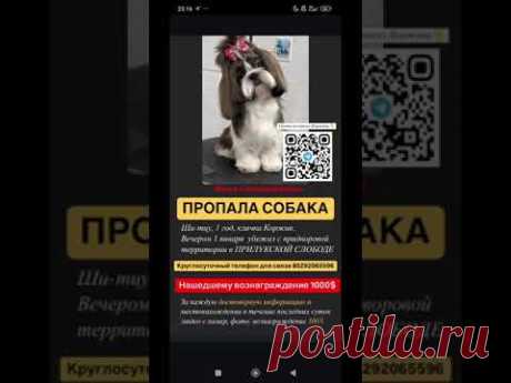 Пропала собака🙏🙏🙏 Давайте поможем вернуть малыша в семью, МАКСИМАЛЬНЫЙ РЕПОСТ