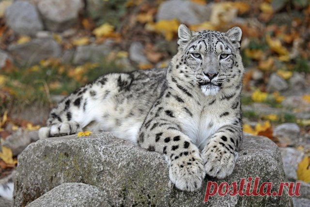 Международный день снежного барса. Сегодня, 23 октября, отмечается международный день снежного барса. Праздник утвердили в 2013 году в Бишкеке, где проходил форум по сохранению снежного барса.