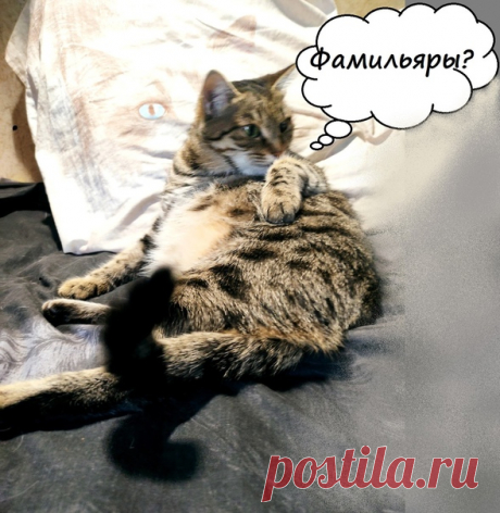 Фамильяры
Фамильяр (англ. familiar, франц. familier) — волшебный дух, который согласно средневековым западноевропейским поверьям служил ведьмам и колдунам. Традиционно принимал облик животного.
Чаще всего это коты, вОроны и змеи.
На сегодняшний день фамильяры в большей степени перешли из живого существа в неодушевлённый предмет - типа фигурки фамильярного животного, либо тотемного.

Берите любую фигурку, что вам нра и вперёд! Например, вы можете внести программу в фигурку ...