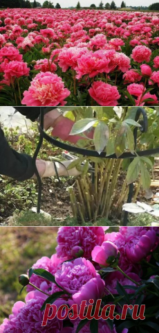 Любимые цветы | ЦВЕТОЧНЫЕ КОМПОЗИЦИИ | Постила