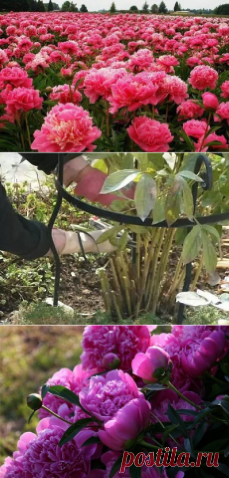 Любимые цветы | ЦВЕТОЧНЫЕ КОМПОЗИЦИИ | Постила