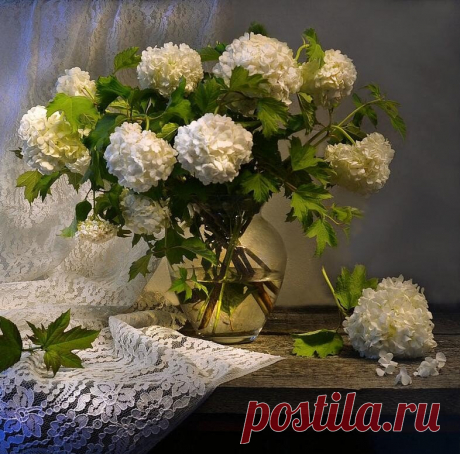 Цветущая калина бульденеж...